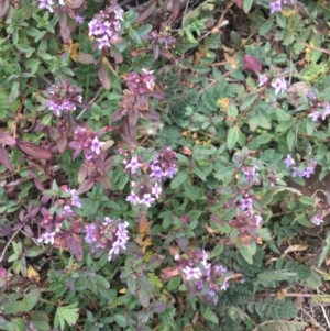 Mentha diemenica at Tombong, NSW - 29 Apr 2020