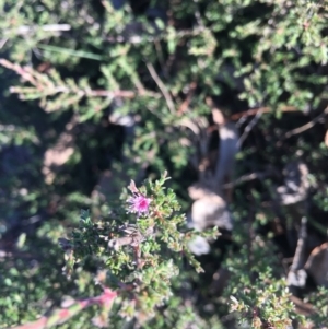 Kunzea parvifolia at Corrowong, NSW - 22 Apr 2020