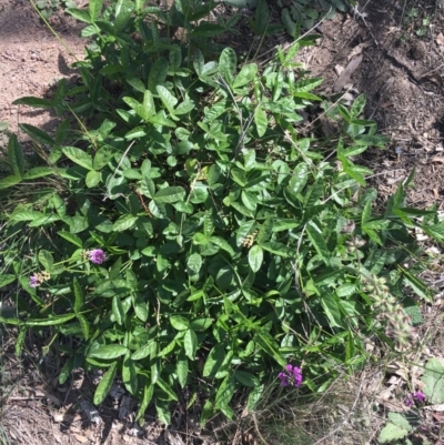 Cullen microcephalum (Dusky Scurf-pea) at Corrowong, NSW - 26 Mar 2020 by BlackFlat