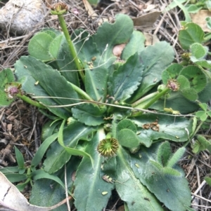 Solenogyne dominii at Corrowong, NSW - 26 Mar 2020