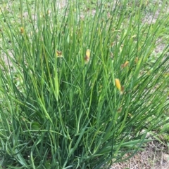 Tricoryne elatior (Yellow Rush Lily) at Corrowong, NSW - 24 Mar 2020 by BlackFlat