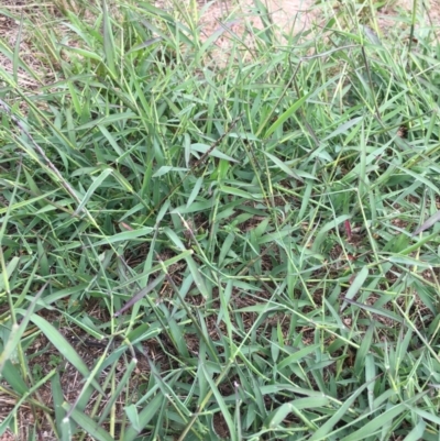 Hemarthria uncinata (Matgrass) at Corrowong, NSW - 3 Mar 2020 by BlackFlat