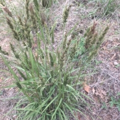 Enneapogon nigricans (Nine-awn Grass, Bottlewashers) at Corrowong, NSW - 14 Mar 2020 by BlackFlat