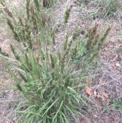 Enneapogon nigricans (Nine-awn Grass, Bottlewashers) at Corrowong, NSW - 14 Mar 2020 by BlackFlat