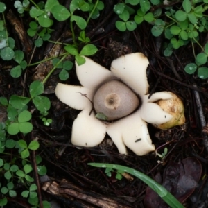 Geastrum sp. at Deakin, ACT - 30 Apr 2020 04:03 PM