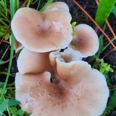 Clitocybe s.l. at Denman Prospect, ACT - 30 Apr 2020 by AaronClausen