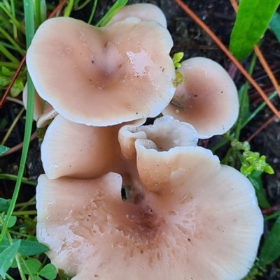 Clitocybe s.l. at Denman Prospect, ACT - 29 Apr 2020 by AaronClausen