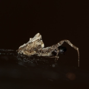 Philoponella congregabilis at Melba, ACT - 4 Feb 2012 06:08 PM