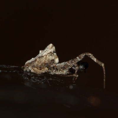 Philoponella congregabilis (Social house spider) at Melba, ACT - 4 Feb 2012 by Bron