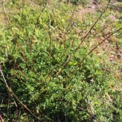 Acaena x ovina (Sheep's Burr) at Denman Prospect, ACT - 27 Apr 2020 by Sarah2019