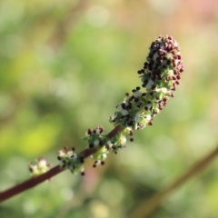 Acaena x ovina at Denman Prospect, ACT - 27 Apr 2020