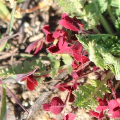 Trifolium sp. (Clover) at Denman Prospect, ACT - 27 Apr 2020 by Sarah2019