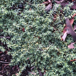 Paronychia brasiliana at Hughes, ACT - 30 Apr 2020