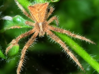 Sidymella hirsuta (Hairy crab spider) at Belconnen, ACT - 1 Dec 2017 by Harrisi