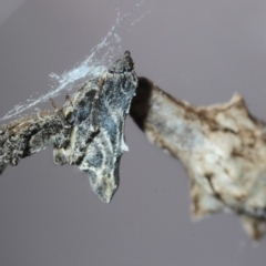 Philoponella congregabilis (Social house spider) at Belconnen, ACT - 1 Dec 2017 by Harrisi