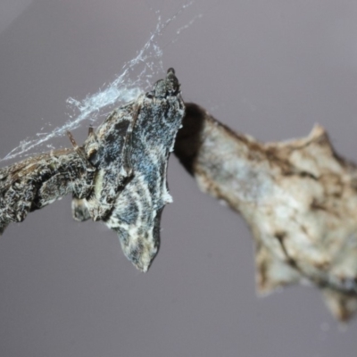 Philoponella congregabilis (Social house spider) at Belconnen, ACT - 1 Dec 2017 by Harrisi