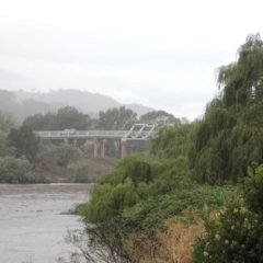 Salix babylonica (Weeping Willow) at Point Hut to Tharwa - 16 Feb 2020 by MichaelBedingfield