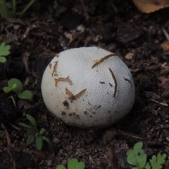 zz puffball at Pollinator-friendly garden Conder - 22 Feb 2020 by michaelb