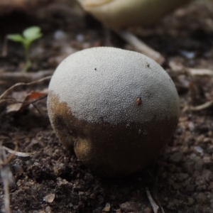 zz puffball at Conder, ACT - 23 Feb 2020 10:44 AM