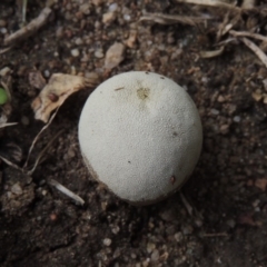 zz puffball at Conder, ACT - 23 Feb 2020