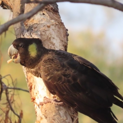 Zanda funerea (Yellow-tailed Black-Cockatoo) at Red Hill, ACT - 27 Apr 2020 by roymcd