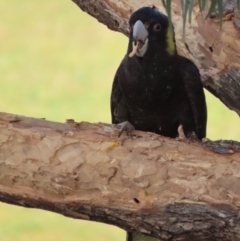 Zanda funerea at Red Hill, ACT - 28 Apr 2020