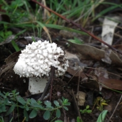 Amanita sp. (Amanita sp.) at Jerrabomberra, ACT - 30 Apr 2020 by SandraH