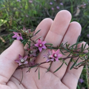 Crowea exalata subsp. exalata at Latham, ACT - suppressed