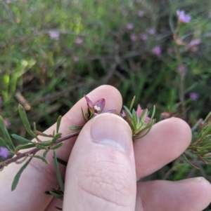 Crowea exalata subsp. exalata at Latham, ACT - suppressed