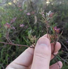 Crowea exalata subsp. exalata at Latham, ACT - suppressed