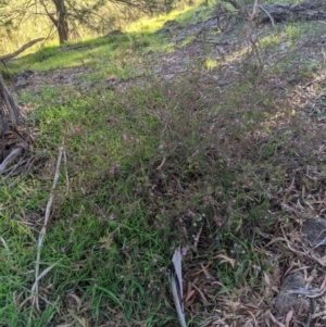 Crowea exalata subsp. exalata at Latham, ACT - suppressed