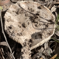 Amanita sp. (Amanita sp.) at Murrah, NSW - 1 Apr 2020 by FionaG