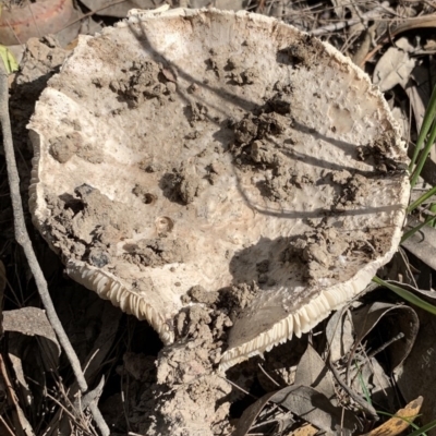 Amanita sp. (Amanita sp.) at Murrah, NSW - 1 Apr 2020 by FionaG