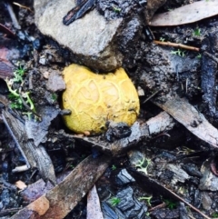 Scleroderma sp. at Acton, ACT - 1 May 2020