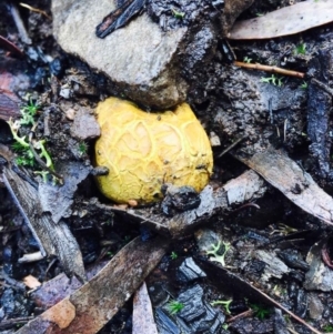 Scleroderma sp. at Acton, ACT - 1 May 2020