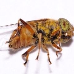 Eristalinus punctulatus (Golden Native Drone Fly) at Evatt, ACT - 16 Oct 2016 by TimL