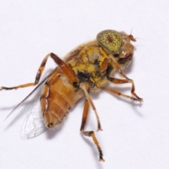 Eristalinus punctulatus at Evatt, ACT - 16 Oct 2016 03:59 PM