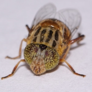 Eristalinus punctulatus at Evatt, ACT - 16 Oct 2016