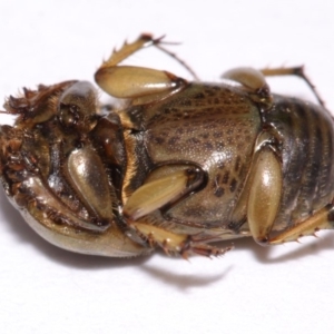 Euoniticellus fulvus at Evatt, ACT - 16 Oct 2016