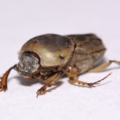 Euoniticellus fulvus at Evatt, ACT - 16 Oct 2016 03:54 PM