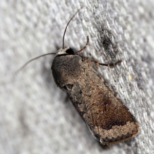 Proteuxoa leptochroa at O'Connor, ACT - 28 Apr 2020