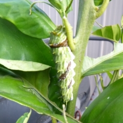 Papilio aegeus (Orchard Swallowtail, Large Citrus Butterfly) at Tathra Public School - 1 May 2020 by TathraPreschool