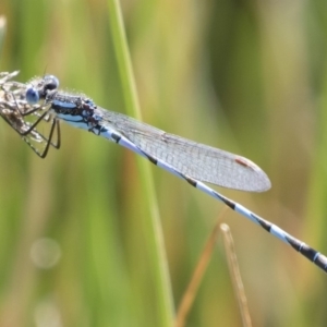 Austrolestes annulosus at Michelago, NSW - 27 Apr 2020