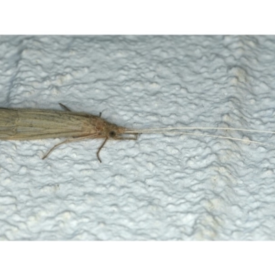 Leptoceridae sp. (family) (Long-horned caddisfly) at Ainslie, ACT - 9 Dec 2019 by jb2602