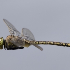 Anax papuensis (Australian Emperor) at Michelago, NSW - 1 Mar 2020 by Illilanga