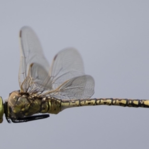 Anax papuensis at Michelago, NSW - 1 Mar 2020