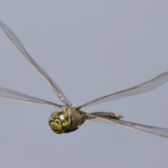 Anax papuensis at Michelago, NSW - 1 Mar 2020