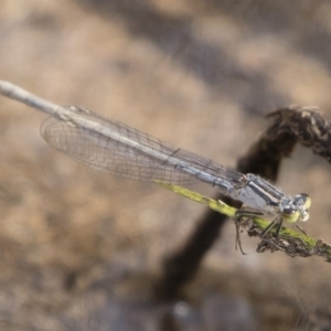 Ischnura heterosticta at Michelago, NSW - 1 Mar 2020