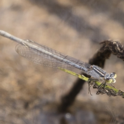 Ischnura heterosticta (Common Bluetail Damselfly) at Michelago, NSW - 29 Feb 2020 by Illilanga