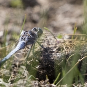 Orthetrum caledonicum at Michelago, NSW - 1 Mar 2020